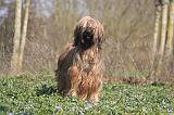 BRIARD 099
